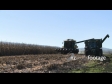 Maize Harvest Front 1 1540